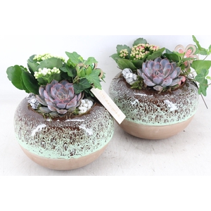 Arr2 Mb - Ker. Luxe Bol 338/3 - Roze/wit