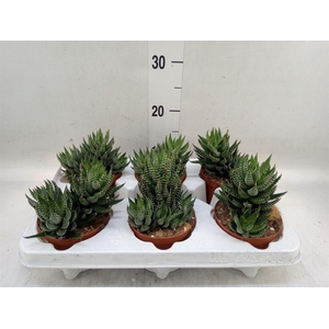 Haworthia   ...