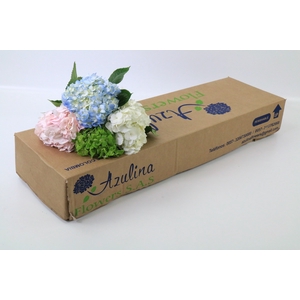 Hydrangea Mix Premium