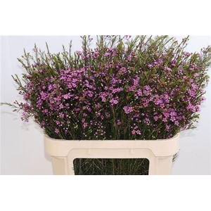 Chame Un Purple Pride