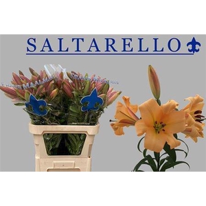 Li Ot Saltarello