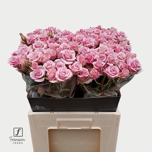 Rosa spray leila