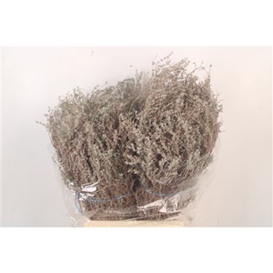 Thym Cultivato Per Bunch