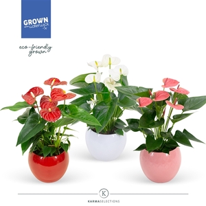 Anthurium - KARMA Grandiflora Mix| bolpot RED, WHITE, PINK