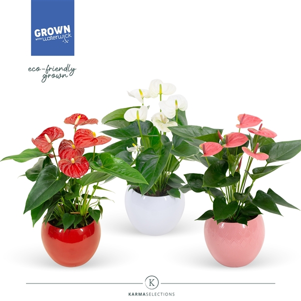 <h4>Anthurium - KARMA Grandiflora Mix| bolpot RED, WHITE, PINK</h4>