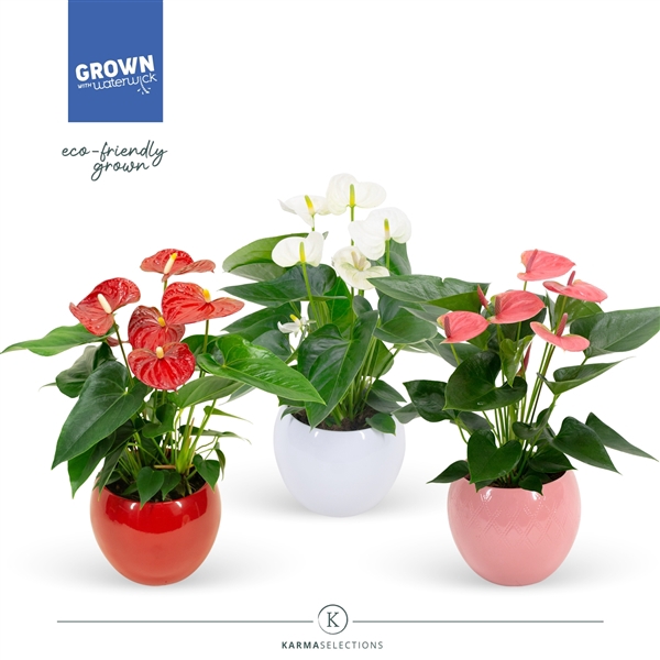 <h4>Anthurium Andreanum Grp gemengd</h4>
