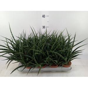 Sansevieria  'Fernwood'