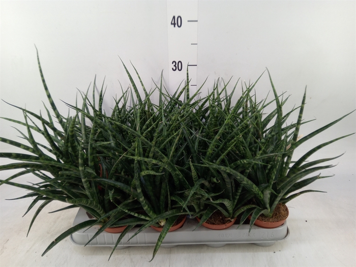 <h4>Sansevieria  'Fernwood'</h4>