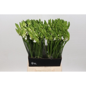 Ornithogalum Thyrsoides