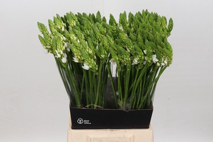 <h4>Ornithogalum Thyrsoides</h4>