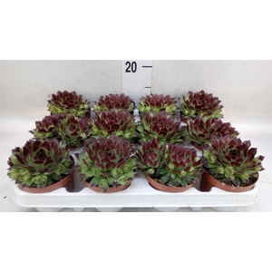 Sempervivum   ...
