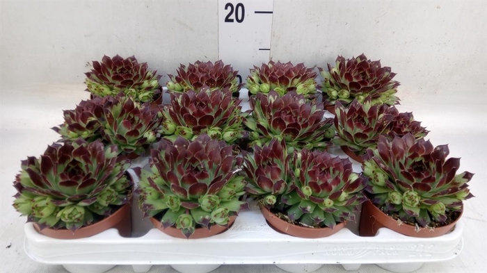 <h4>Sempervivum   ...</h4>