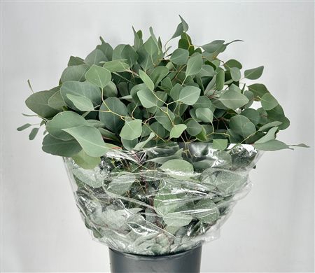 <h4>Euca Populus Leaf Extra</h4>