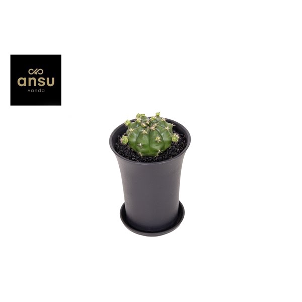 <h4>Gymno Cactus 'Froggy' XL</h4>