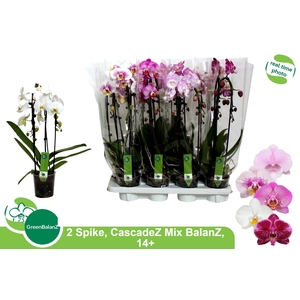 PHAL EL CASCADE