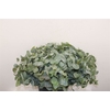 Euca Cinerea 45 Cm P Stem