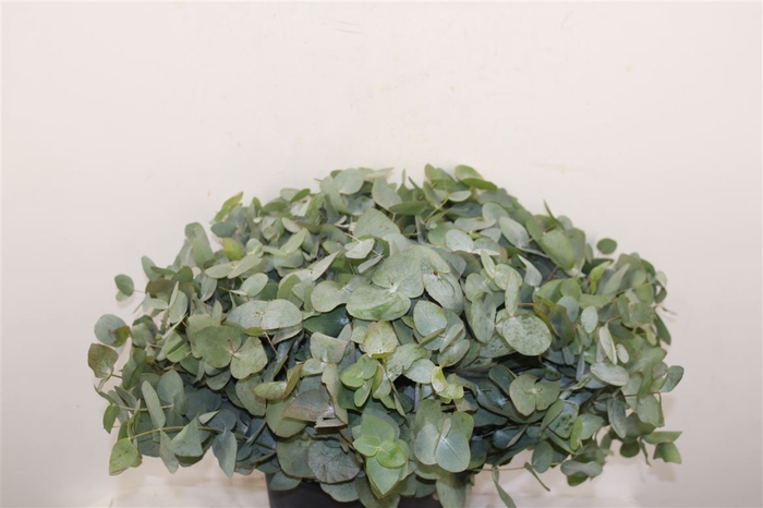 Euca Cinerea 45 Cm P Stem