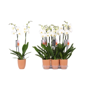 Phalaenopsis White, 2-spike Orange Ceramics