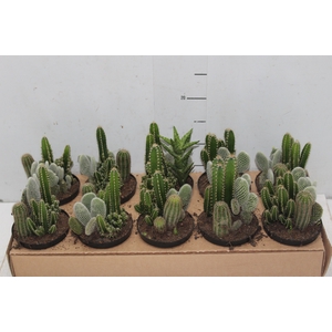 CACTUS VARIADO P11