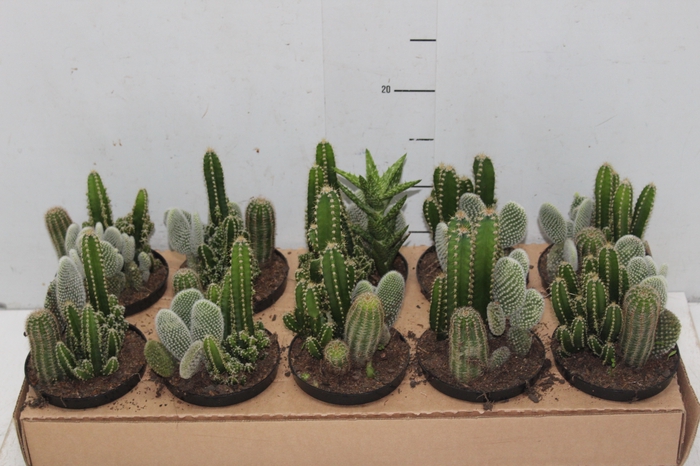 <h4>CACTUS VARIADO P11</h4>