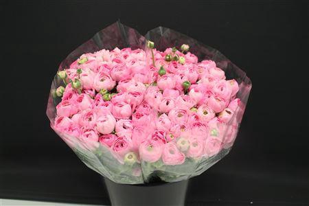 <h4>Ranonkel Zwaar Rose</h4>