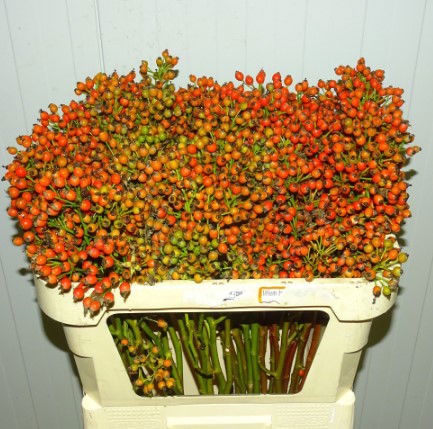 <h4>Rosa Magic Sunset Legemate</h4>