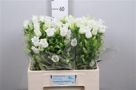 <h4>Camp M Champion White</h4>