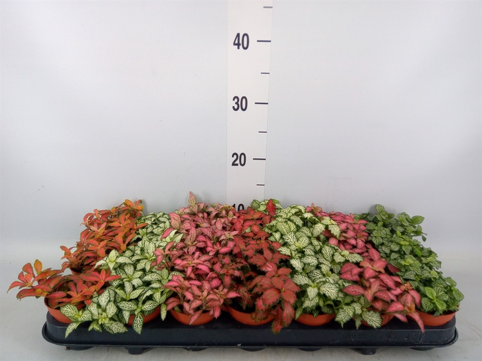 <h4>Fittonia   ...mix 7</h4>