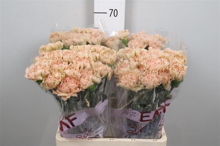 <h4>Di St Lege Marrone</h4>