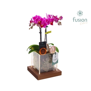 Acryl bakje LED met Phalaenopsis Pasen