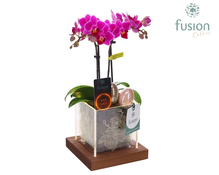 <h4>Acryl bakje LED met Phalaenopsis Pasen</h4>