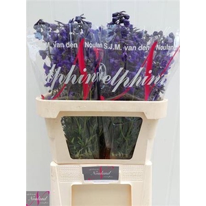 Delphinium EN 'Atlantis'