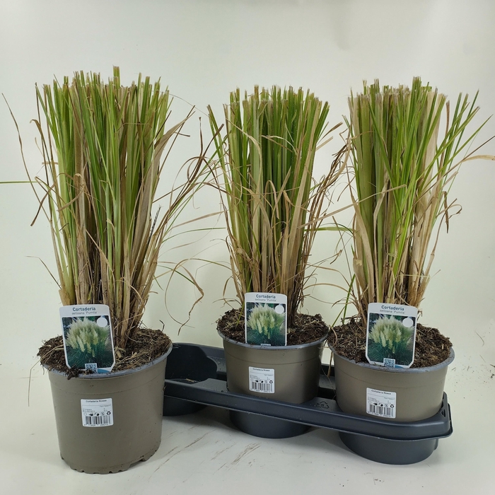 <h4>CORTA SELLOANA</h4>