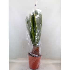 Cycas revoluta