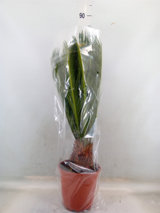 <h4>Cycas revoluta</h4>