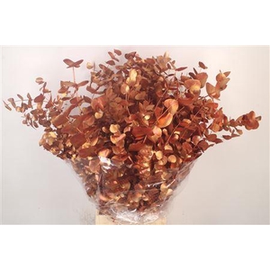Euca Cinerea Met. Copper Per Bunch