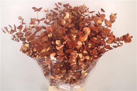 <h4>Euca Cinerea Met. Copper Per Bunch</h4>