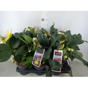 Helleborus   ...