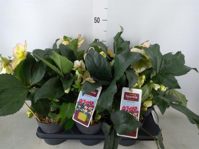 <h4>Helleborus   ...</h4>