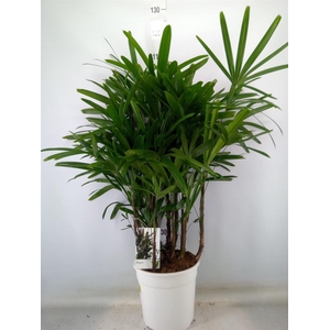 Rhapis excelsa