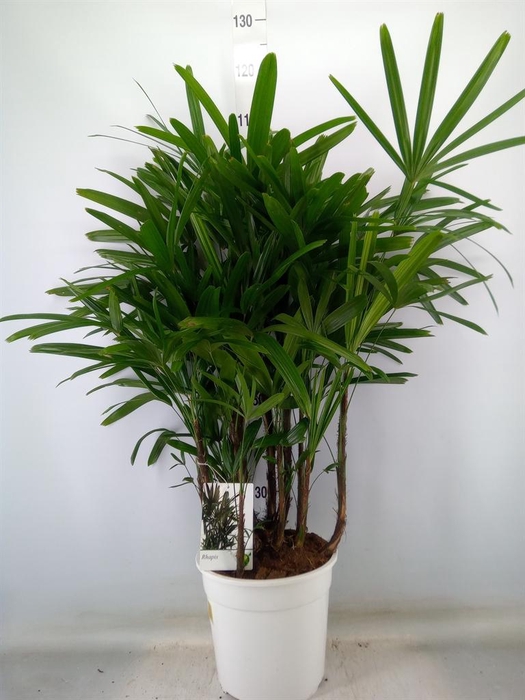 <h4>Rhapis excelsa</h4>