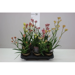 Anigozanthos Gemengd