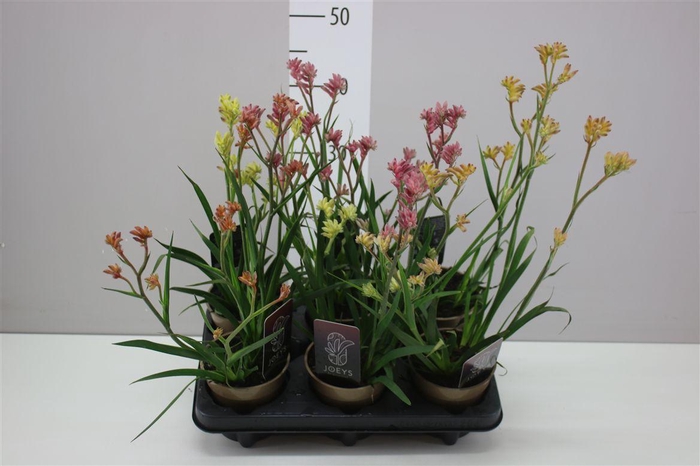 <h4>Anigozanthos Gemengd</h4>