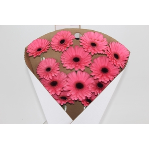 GERB PRE - INTENZZ >10 050 CM DIAM MIN 10 CM ROSA