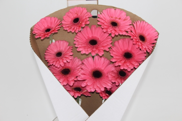 <h4>GERB PRE - INTENZZ >10 050 CM DIAM MIN 10 CM ROSA</h4>