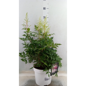 Astilbe   ...