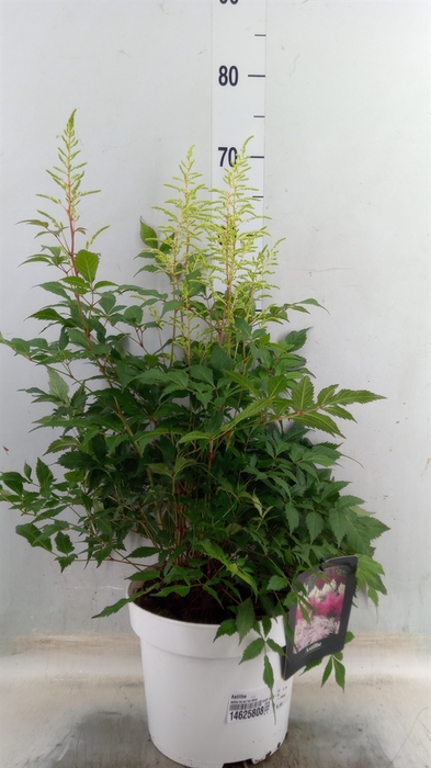 <h4>Astilbe   ...</h4>