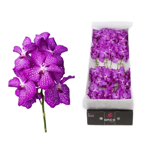 Vanda 16 tak Pink Magic