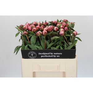 Paeonia Sarah Bernhardt