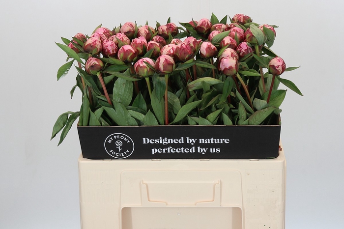 <h4>Paeonia Sarah Bernhardt</h4>